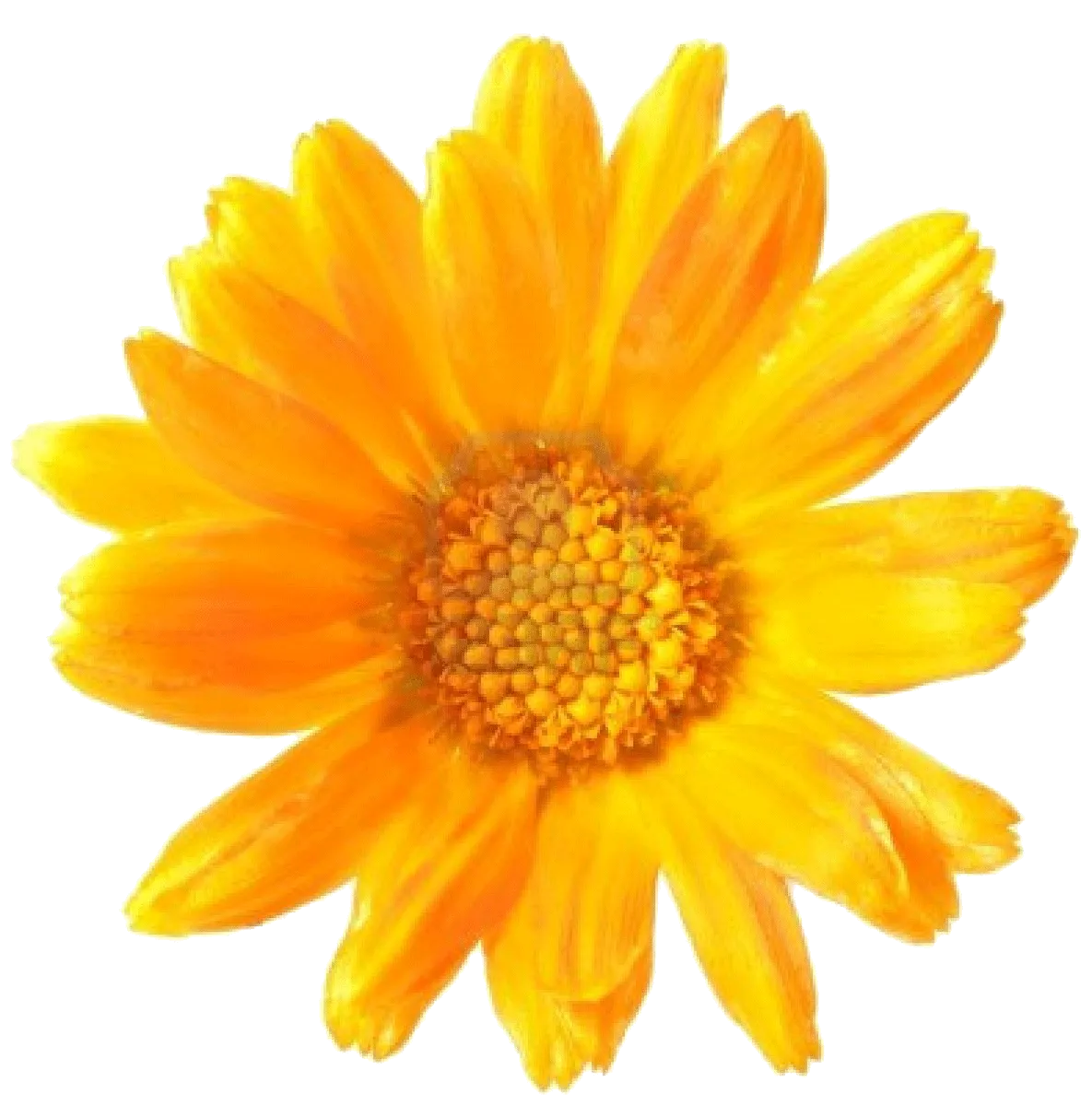 Calendula Oil