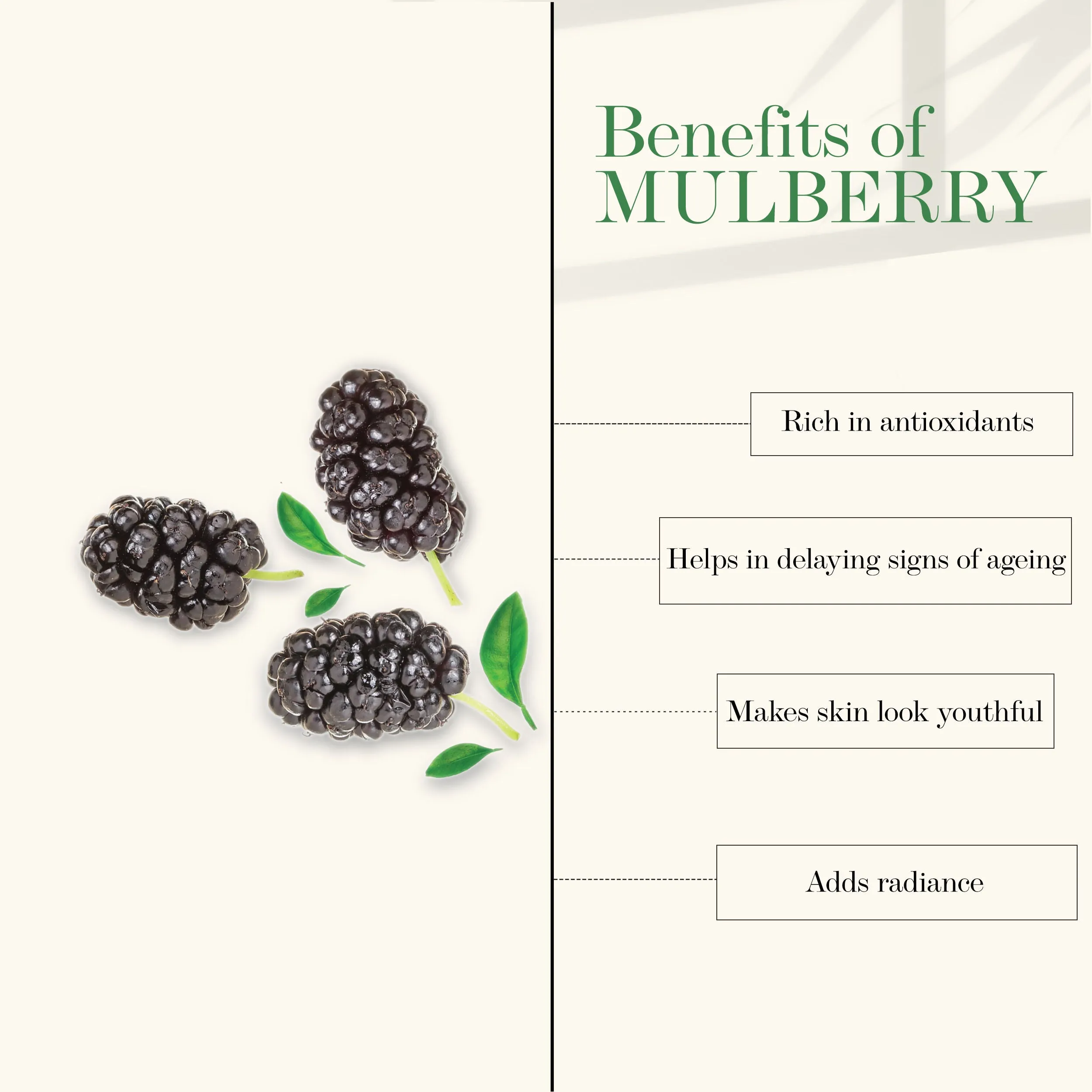 Good Vibes Mulberry Glow Toner | With Honey | Anti-Ageing, Shrinks Pores | No Parabens, No Alcohol, No Sulphates, No Mineral Oil (120 ml)